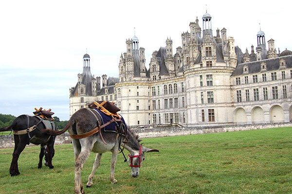 Au bord de la Loire avec un âne Au bord de la Loire avec un âne