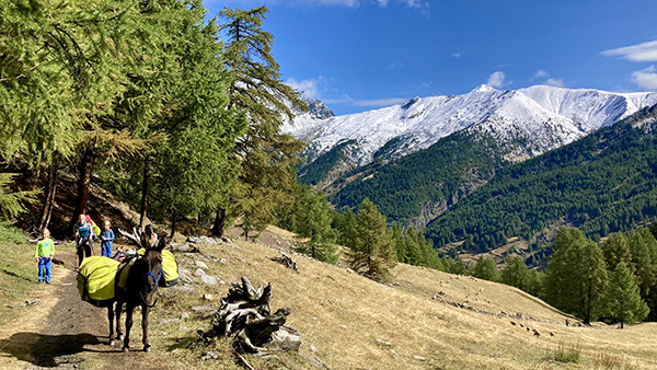 Le GR® 5 avec un âne : une aventure douce au cœur des Alpes Le GR® 5 avec un âne : une aventure douce au cœur des Alpes
