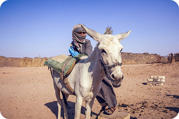L'âne sauvage africain L'âne sauvage africain