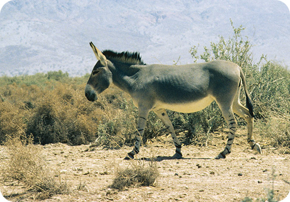 L'âne sauvage africain L'âne sauvage africain